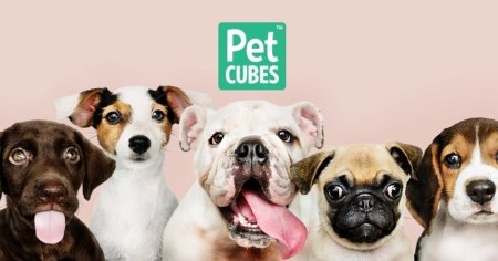 how to cook frozen tripe for dogs