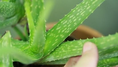 receitas para pele com babosa